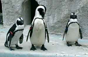 060506 ペンギン２
