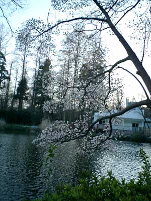 070318 井の頭公園の桜