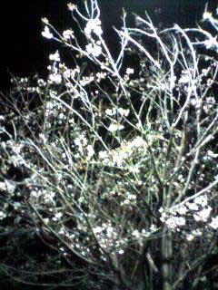 080327 夜桜